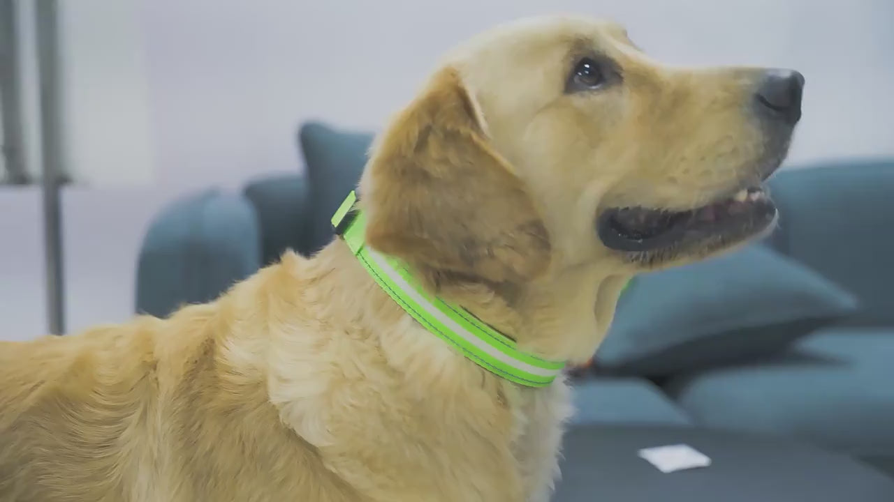 GlowDog™ – Lysende hundehalsbånd