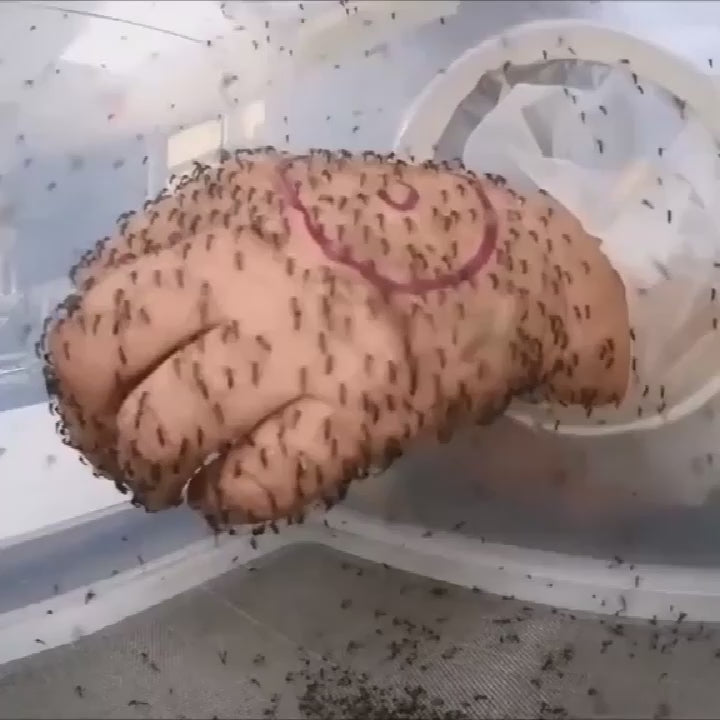 BuzzTrap™